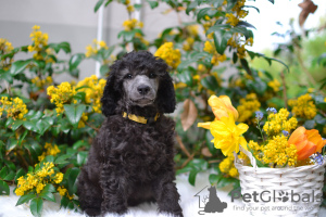 Photo №2 to announcement № 48327 for the sale of poodle (royal) - buy in Poland private announcement, from nursery