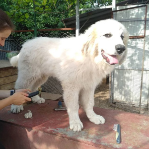Photo №4. I will sell great pyrenees in the city of Belgorod. from nursery - price - 501$