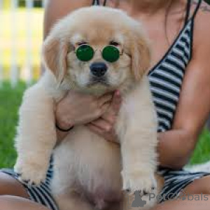 Photo №4. I will sell golden retriever in the city of Luxembourg. private announcement, breeder - price - 1239$