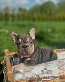 Photo №1. french bulldog - for sale in the city of Munich | 706$ | Announcement № 150651