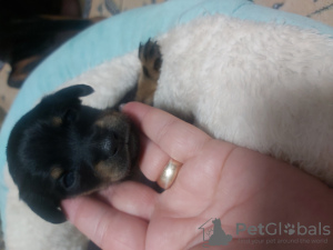 Photo №2 to announcement № 72143 for the sale of russkiy toy - buy in Moldova breeder