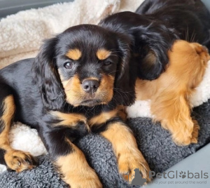 Photo №2 to announcement № 36098 for the sale of cavalier king charles spaniel - buy in Lithuania private announcement