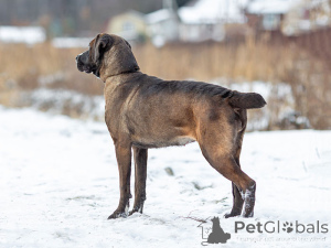Photo №3. Beauty Lada, a young kind family dog looking for a home. Russian Federation