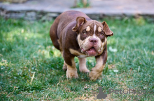 Additional photos: American Bully puppies for sale