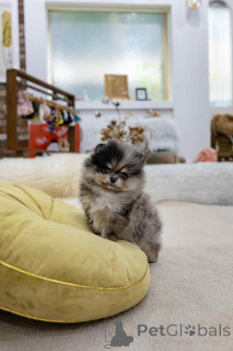 Photo №1. pomeranian - for sale in the city of Madrid | 188$ | Announcement № 151659