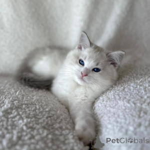 Photo №1. ragdoll - for sale in the city of Cinkiškiai | negotiated | Announcement № 156270