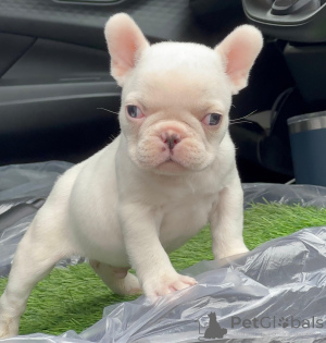 Photo №1. french bulldog - for sale in the city of Almería | negotiated | Announcement № 167206