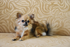 Photo №1. chihuahua - for sale in the city of Minsk | 650$ | Announcement № 7081