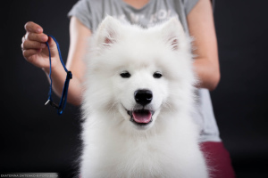 Additional photos: Samoyed. Show boy