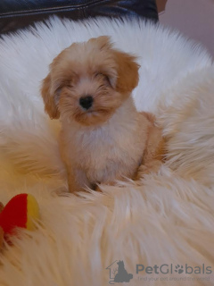 Additional photos: Maltipoo puppies