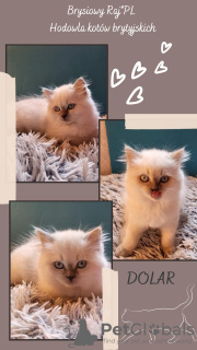 Photo №4. I will sell british shorthair in the city of Warsaw. breeder - price - 520$