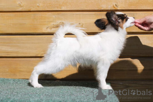 Additional photos: Papillon puppy.