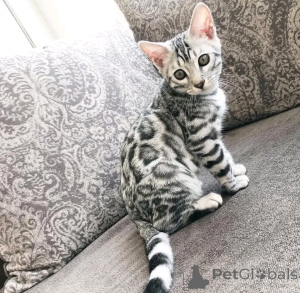 Photo №1. beagle - for sale in the city of Berlin | 661$ | Announcement № 163087