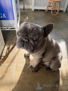 Photo №2 to announcement № 171691 for the sale of french bulldog - buy in Switzerland private announcement