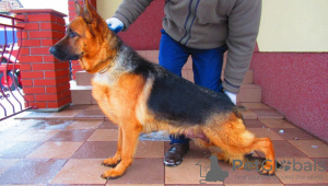 Photo №1. german shepherd - for sale in the city of Lubice | 475$ | Announcement № 52695