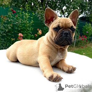 Photo №2 to announcement № 160165 for the sale of french bulldog - buy in Germany private announcement
