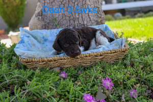 Photo №3.  Standardpudelwelpen zu verkaufen. Denmark