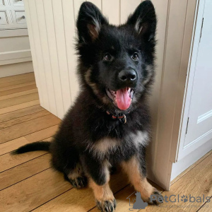 Photo №1. german shepherd - for sale in the city of Gothenburg | 475$ | Announcement № 88536