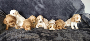 Photo №1. english cocker spaniel - for sale in the city of Bad Münsteerefel | negotiated | Announcement № 166353