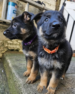 Photo №2 to announcement № 160312 for the sale of german shepherd - buy in Finland private announcement