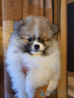 Photo №3. Cute little MINI Pomeranian Spitz puppy. Germany