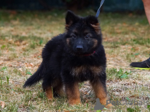 Additional photos: Puppy. German Shepherd.