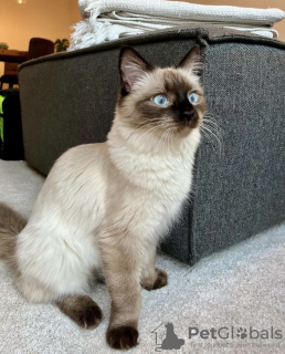 Photo №4. I will sell siamese cat in the city of Munich. private announcement, breeder - price - 528$