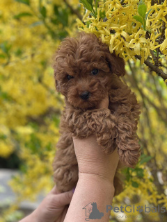 Photo №2 to announcement № 20134 for the sale of poodle (toy) - buy in Switzerland private announcement
