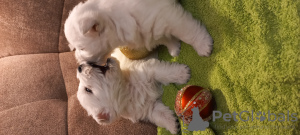 Photo №4. I will sell west highland white terrier in the city of Riga. private announcement - price - 1585$