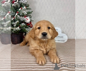 Photo №2 to announcement № 161055 for the sale of golden retriever - buy in Australia breeder