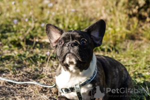 Photo №4. I will sell french bulldog in the city of Хадыженск. breeder - price - 1692$