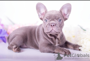 Photo №4. I will sell french bulldog in the city of Miami. from nursery - price - negotiated
