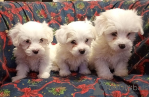 Photo №4. I will sell coton de tulear in the city of Belgrade. breeder - price - 367$