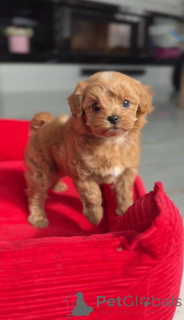 Photo №1. poodle (toy) - for sale in the city of Vienna | negotiated | Announcement № 166817