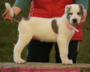 Additional photos: Central Asian Shepherd Puppy White-Tiger Girl