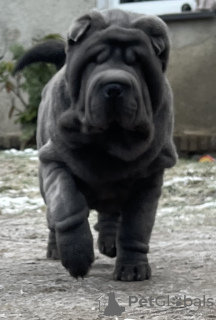 Photo №2 to announcement № 88677 for the sale of shar pei - buy in Poland private announcement