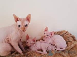 Photo №1. sphynx cat - for sale in the city of Амстердам | 264$ | Announcement № 124257