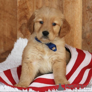 Photo №4. I will sell golden retriever in the city of Nordhorn. private announcement - price - 423$