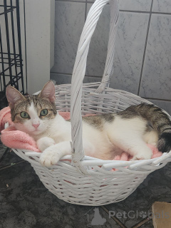 Photo №3. Baby, a very charismatic cat is looking for a home!. Russian Federation