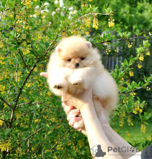 Photo №1. pomeranian - for sale in the city of Москва | 651$ | Announcement № 106585