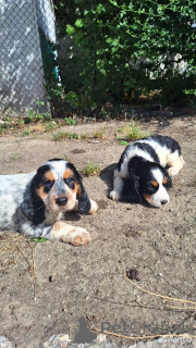 Photo №3. Очень красивые, чистокровные щенки Русский охотничий спаниель. Метрика,. Ukraine