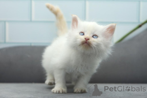 Photo №1. persian cat - for sale in the city of Pocking | 329$ | Announcement № 151872