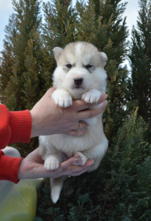 Photo №3. Siberian Husky puppies are offered to reserve. Russian Federation