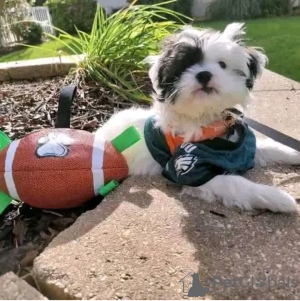 Photo №2 to announcement № 126837 for the sale of yorkshire terrier - buy in France breeder