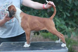 Photo №2 to announcement № 2829 for the sale of boxer - buy in Belarus from nursery