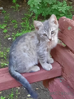 Photo №2 to announcement № 149041 for the sale of  - buy in Russian Federation private announcement