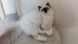 Photo №1. birman - for sale in the city of Belgorod | Negotiated | Announcement № 1961