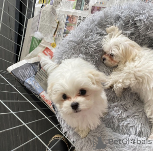 Photo №3. Registered Maltese puppies. Switzerland