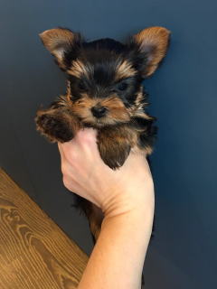 Photo №1. yorkshire terrier - for sale in the city of St. Petersburg | 728$ | Announcement № 1608