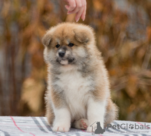 Additional photos: Japanese Akita Inu puppies